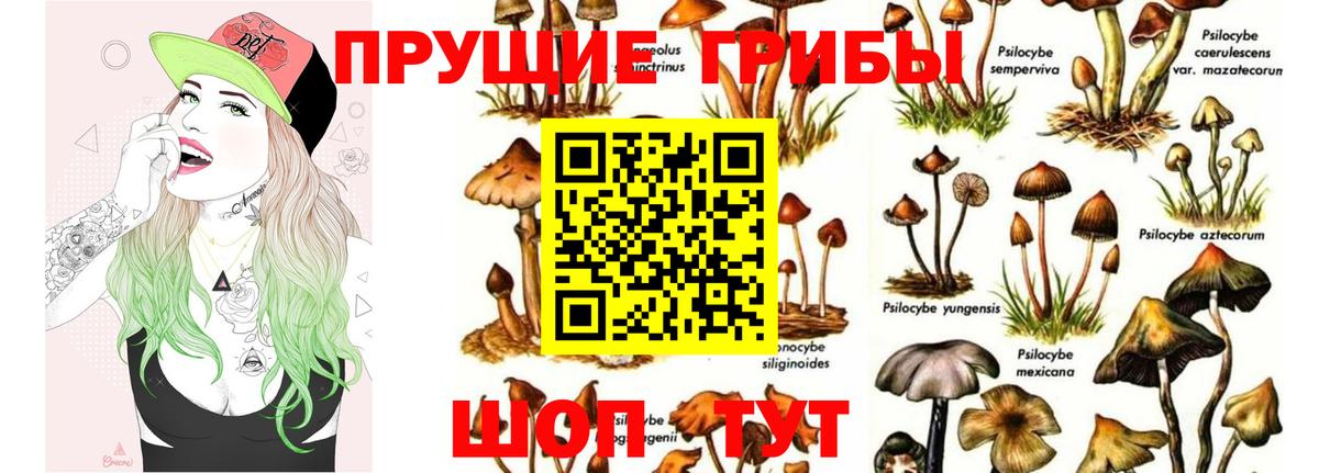 Галлюциногенные грибы Psilocybe Гурьевск